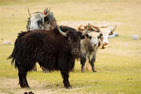 Tajikistan – Wakhan Corridor to the Zorkul National Refuge - WildlifeMoments.de