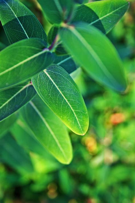 Veined Green Leaves Free Stock Photo - Public Domain Pictures