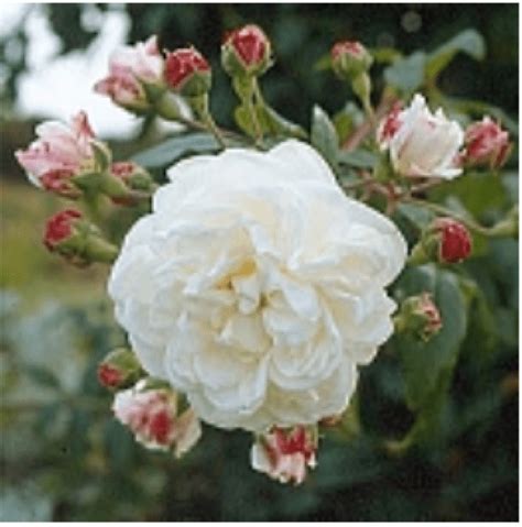 Heirloom or Old Garden Roses | Piedmont Master Gardeners