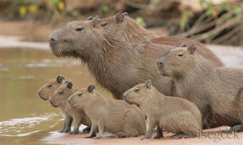 Adorable animal families that will make you "aww"