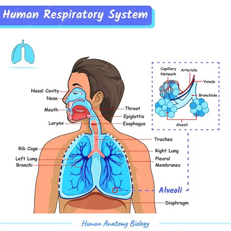 Premium Vector | Respiratory system of human