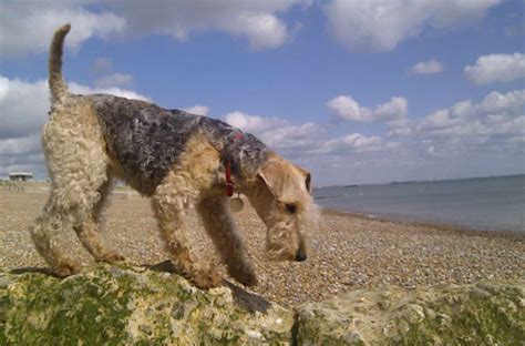 Lakeland Terrier Breeders Near Me Anything Terrier