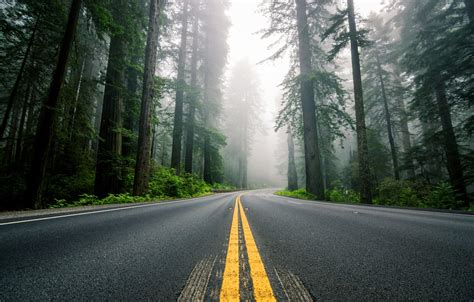 Wallpaper road, forest, trees, nature, fog, markup, highway, USA, North America, Sequoia images ...