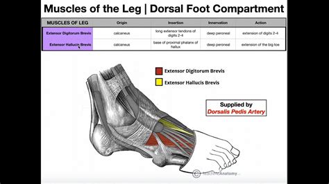 Dorsal Foot Muscles | Anatomy, Origins, Insertions, & More - YouTube