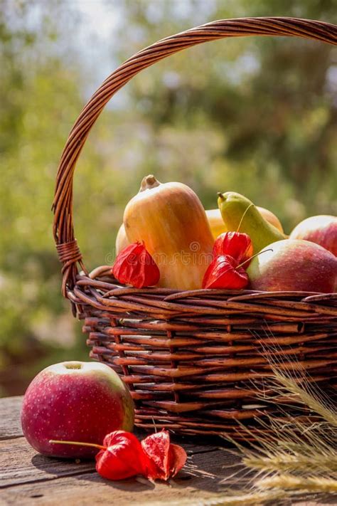 Autumn Fruits and Vegetables in the Basket in the Garden. Season Stock ...