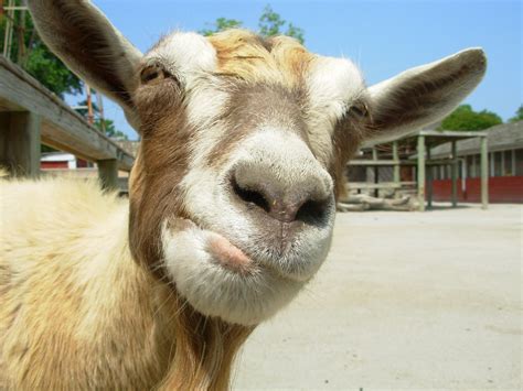 goat face funny | Joey Nonya | Flickr