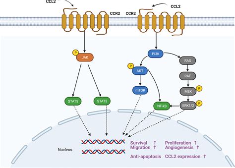 Cell Proliferation | Cell Biology Journal | Wiley Online Library