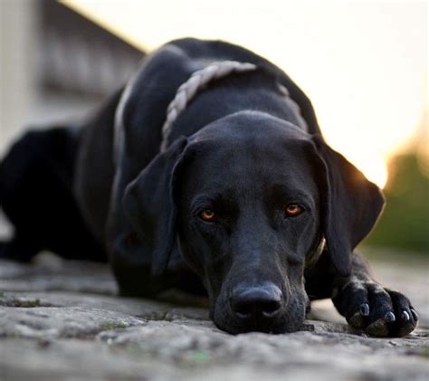 Doberman labrador mix in 2022 | Dog photography, Labrador mix, Cute dogs