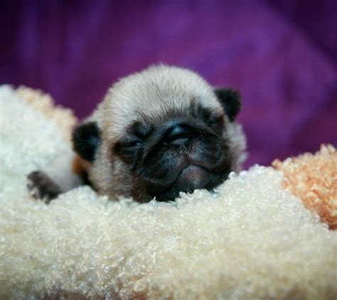 Cute Pug Puppy Sleeping