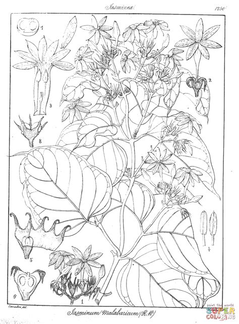 Jasminum Malabaricum coloring page | Free Printable Coloring Pages