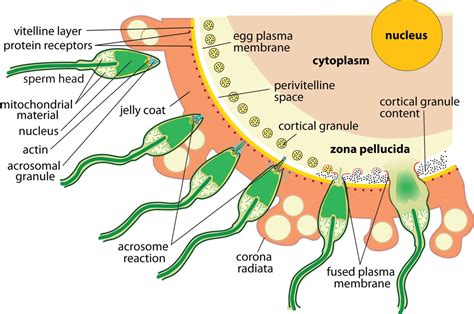 Fertilization? - The Human reproductive system