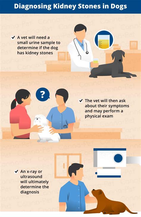 Symptoms of Kidney Stones in Dogs | Canna-Pet®