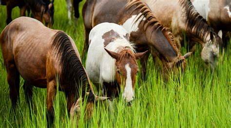 PHOTOS: Chincoteague Pony Swim 2018