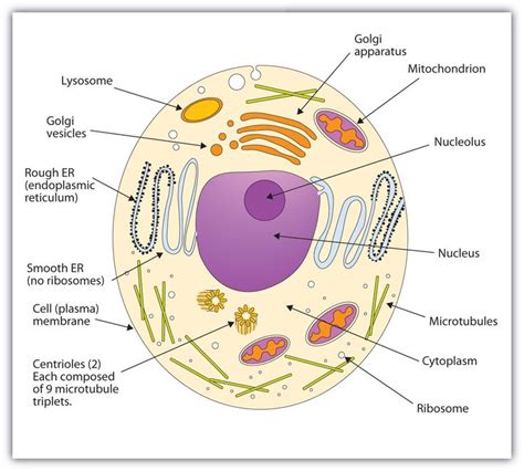 Microtubule Animal Cell