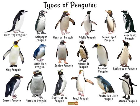 A chart of the different penguins : r/penguin