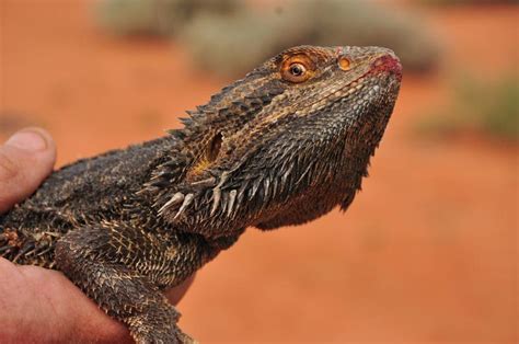 Bearded Dragons - Bush Heritage Australia