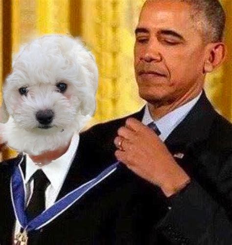 Dog gets medal : r/WhatThePhotoshop