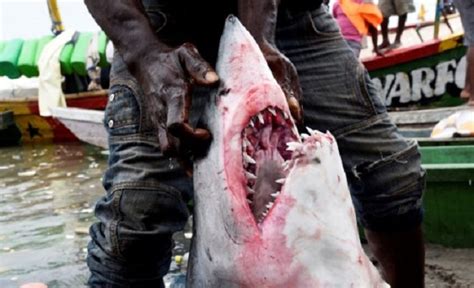 Sharks: feared predator in need of protection | Inquirer Technology