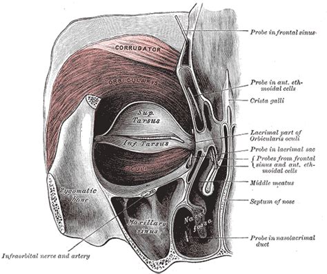 Orbicularis oculi muscle - wikidoc