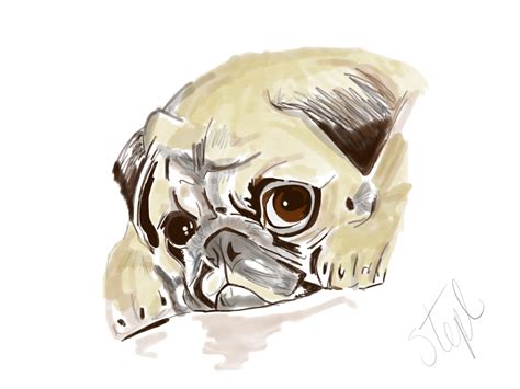 Pug sketch on Behance