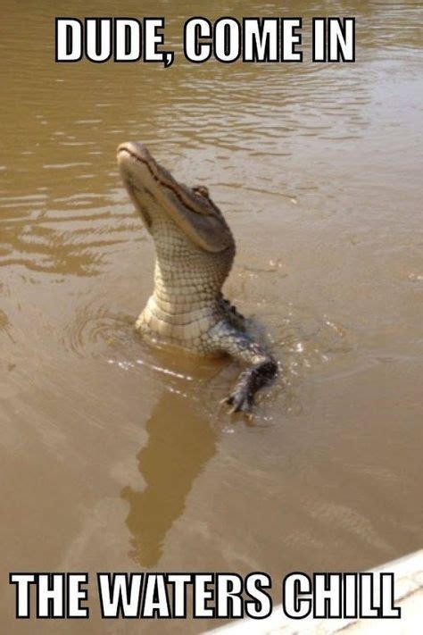 Gator Humor | No gator, I'll stay right here. Don't wanna get wet.| From Muse TD - Google+ ...