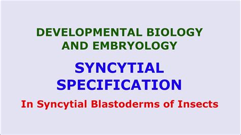 Syncytial Specification of Cell Fate in Syncytial Blastoderm in Insects like Dropsopilla - YouTube