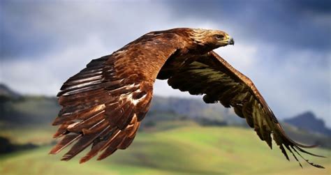 golden eagle in flight « Inhabitat – Green Design, Innovation ...