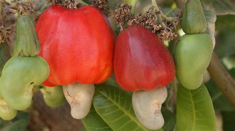 Cashew Nut Fruit Tree