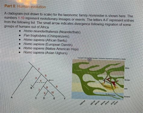 Part II: Human evolution A cladogram (not drawn to | Chegg.com