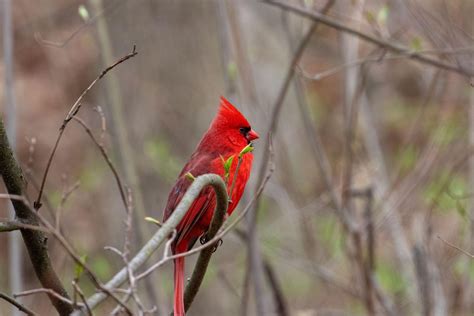 State bird of Ohio, the Northern Cardinal, Photographed in Ohio! : r ...