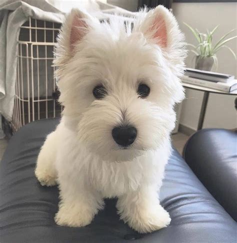 a small white dog sitting on top of a blue couch