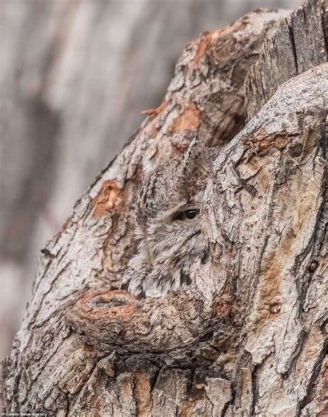 Stunning images show how nature's creatures use camouflage to disappear ...