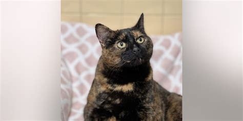 Tortoiseshell cat available for adoption in the Hamptons: 'Full-figured ...