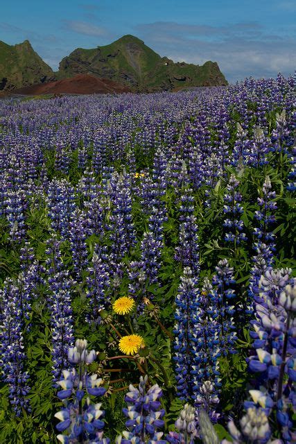 Lupin fields on Heimaey Island / Iceland (by RussellCP). Beautiful World, Amazing Places ...