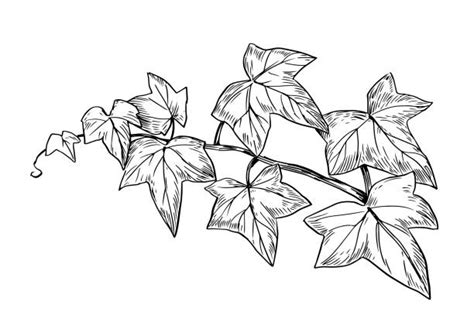 910+ Ivy Vines Drawing Stock Illustrations, Royalty-Free Vector Graphics & Clip Art - iStock