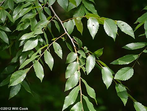 Winged Elm (Ulmus alata)