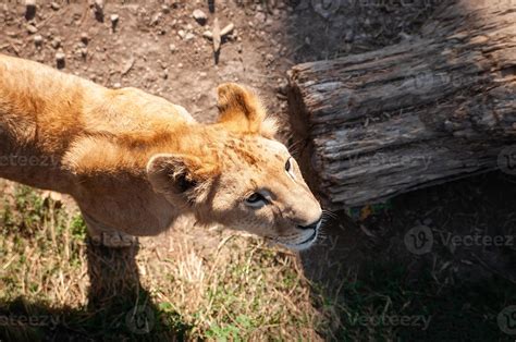 Young lion cub wild 13465026 Stock Photo at Vecteezy