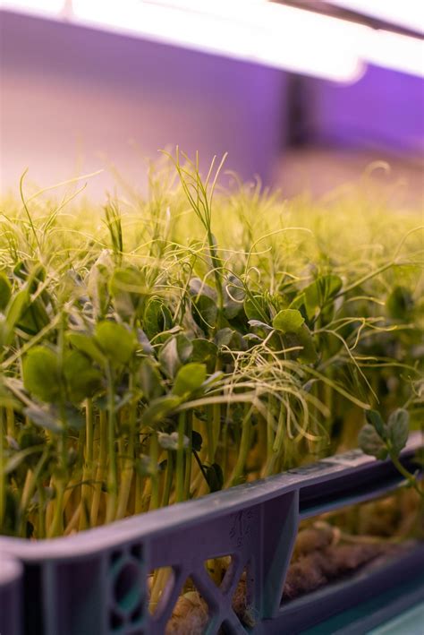 Five reasons plants love aeroponics - CHAP