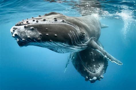 Southwest Atlantic humpback whales on recovery path - BBC News