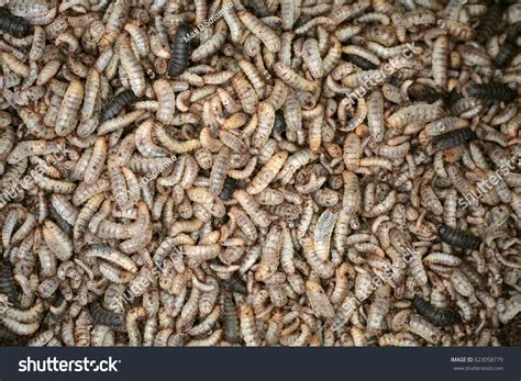 Larvae Hermetia Illucens Black Soldier Fly Stock Photo 623058779 | Shutterstock