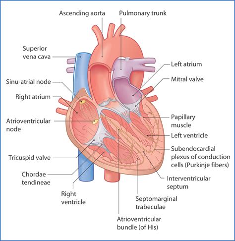 Heart | Basicmedical Key