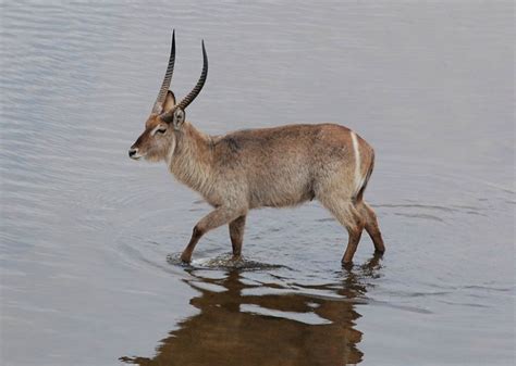 Waterbuck - Discover interesting and unusual facts