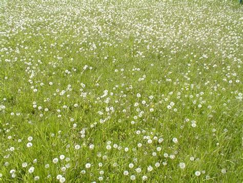 meadow with flowers057 Free Photo Download | FreeImages