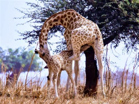 West African giraffe are going from strength to strength