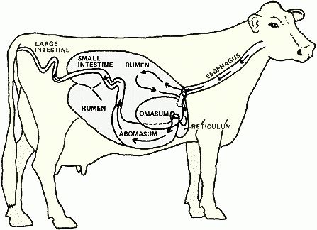 Digestive systems of cows and rabbits - Free ZIMSEC & Cambridge Revision Notes