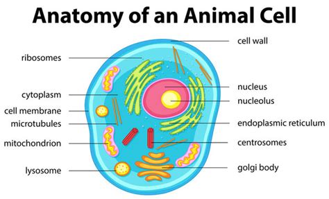 Imágenes de "Animal Cell": descubre bancos de fotos, ilustraciones, vectores y vídeos de 2,310 ...