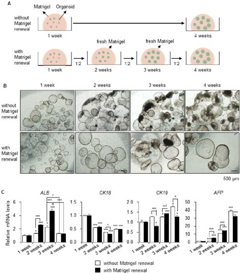 Long-term culture of hepatic organoids without passaging. (A) Scheme of ...