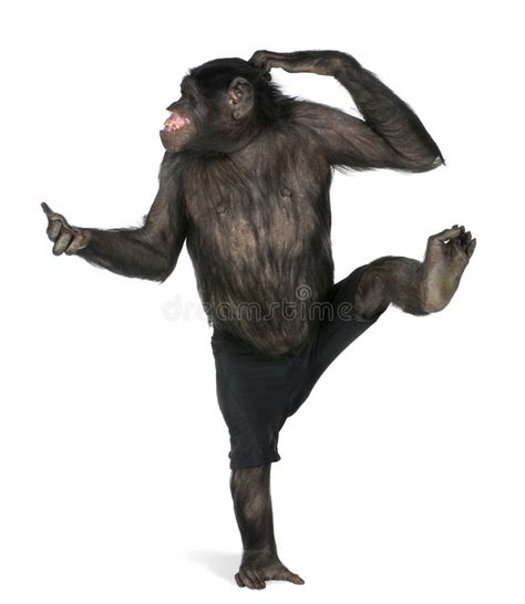 Monkey Dancing On One Foot Stock Image - Image: 10049995