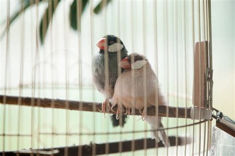 Two pet birds in a cage, stock image. Image of couple - 222318535