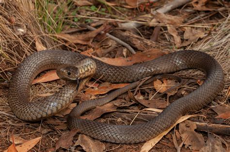 El lado extraño de la naturaleza: Animales peligrosos y extraños del ...